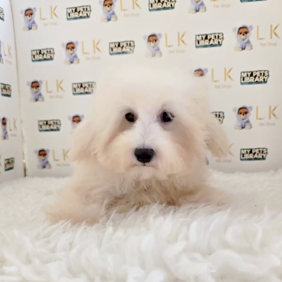 Maltipoo Puppy