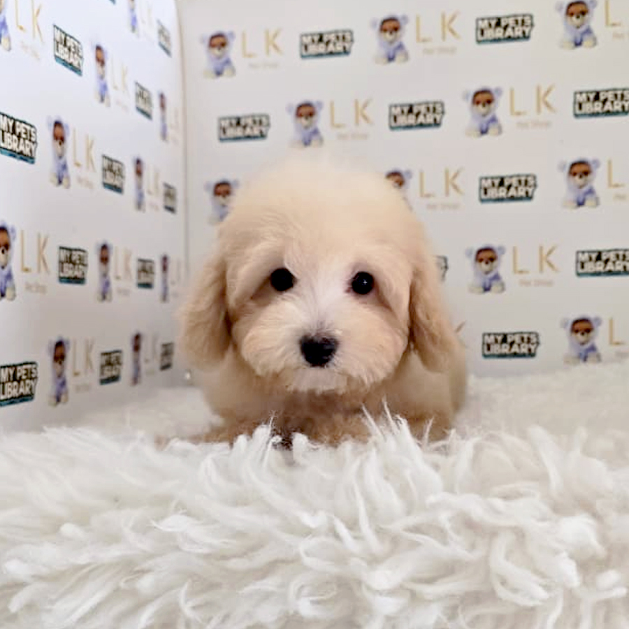Maltipoo Puppy