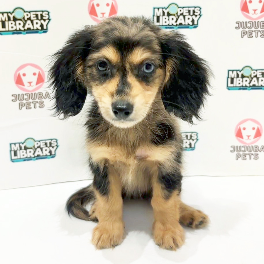 Long Hair Dachshund Puppy
