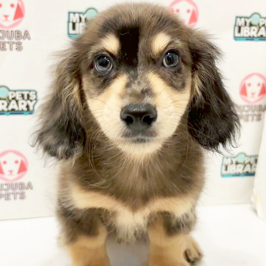 Long Hair Dachshund Puppy