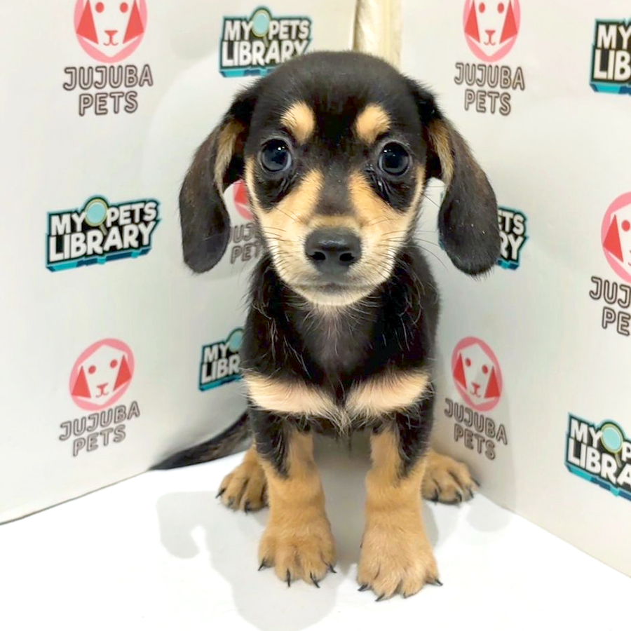 Dachshund Puppy