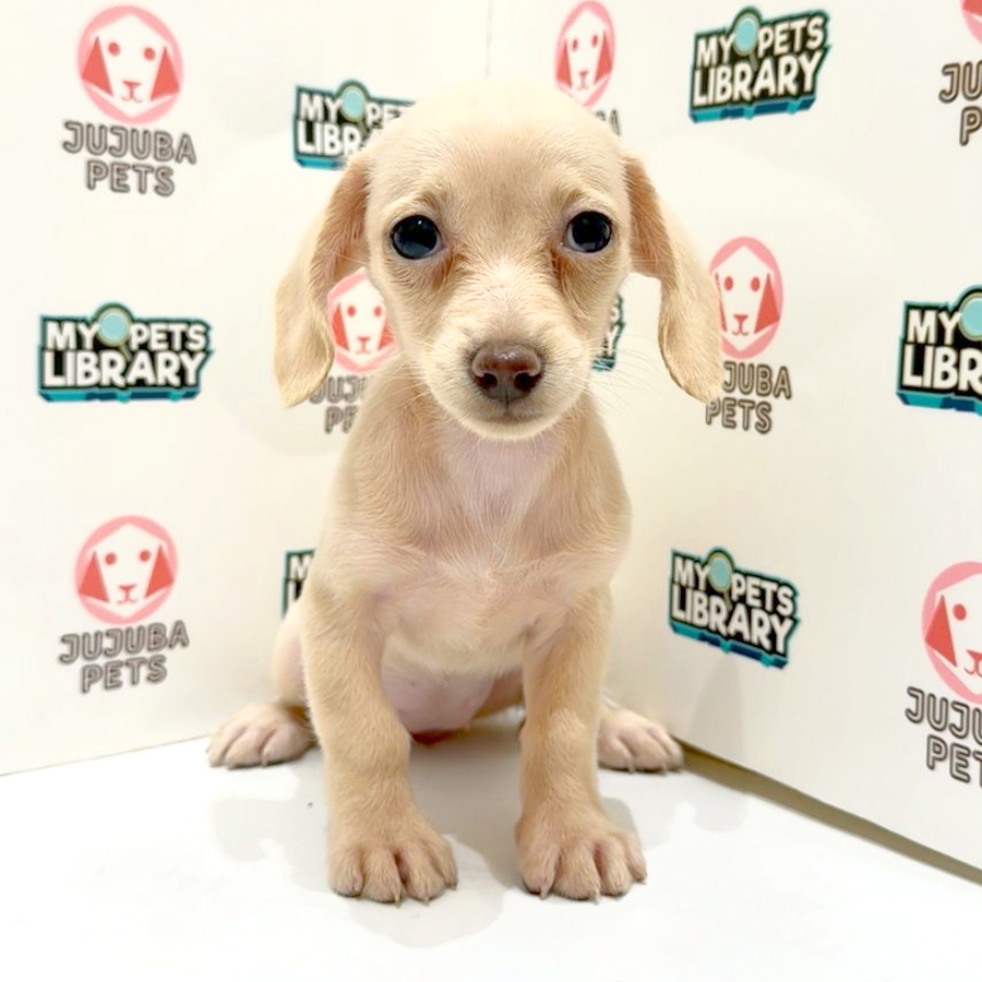 Dachshund Puppy
