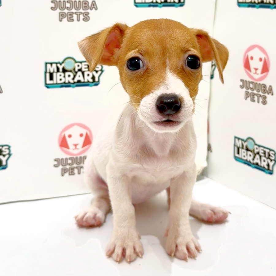 Jack Russell Puppy
