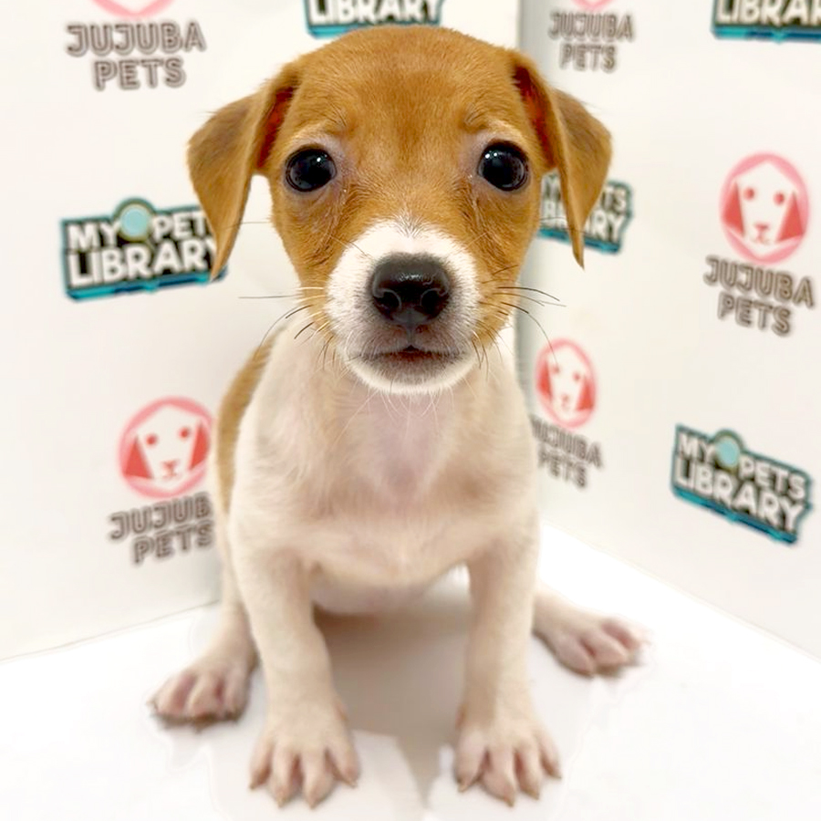 Jack Russell Puppy