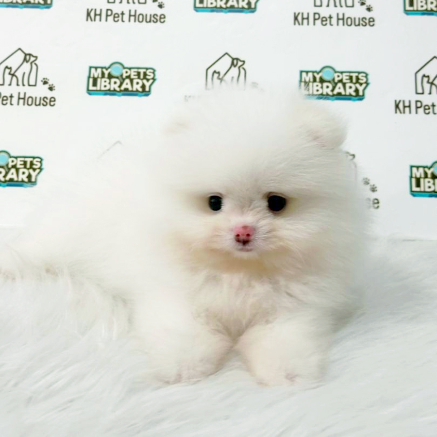 Pomeranian Puppy