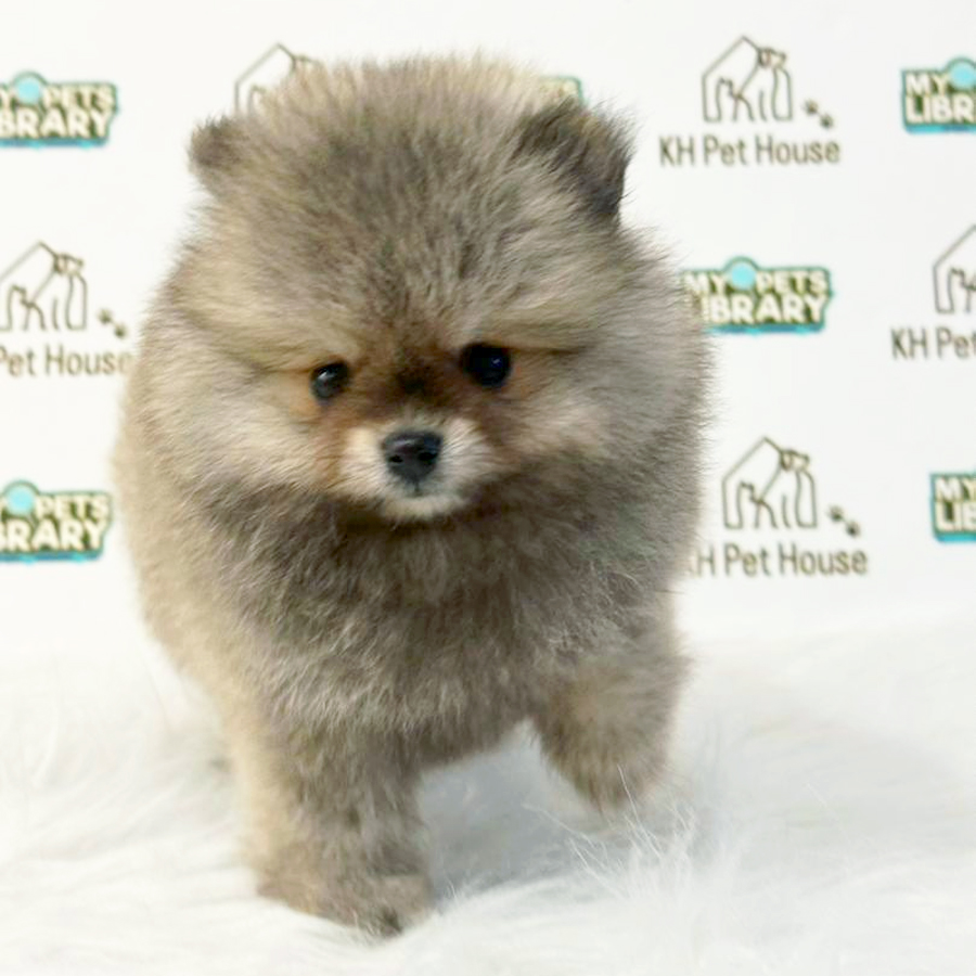 Pomeranian Puppy
