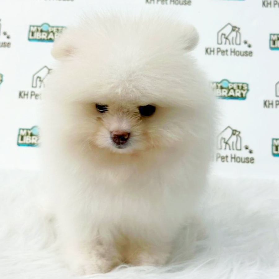 Pomeranian Puppy