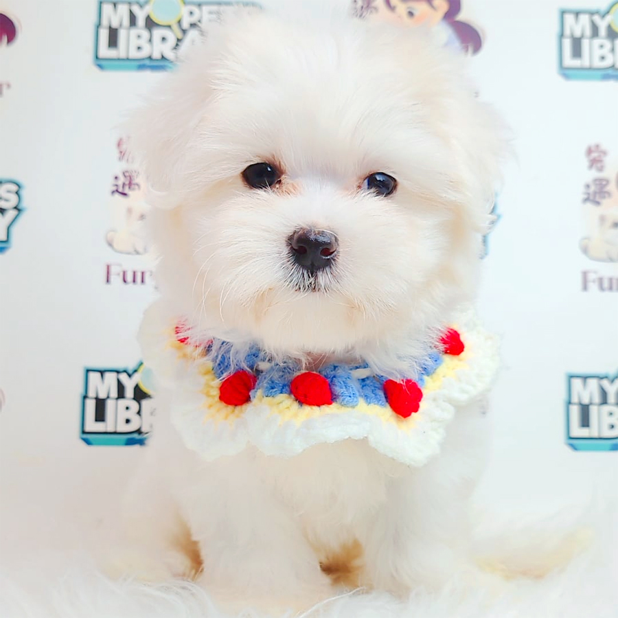 Maltese Puppy