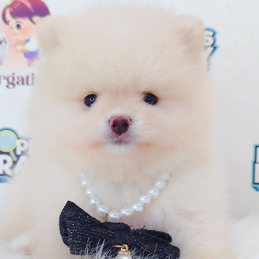 Pomeranian Puppy
