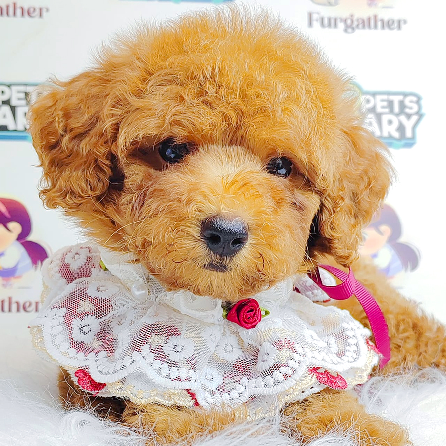 Toy Poodle Puppy