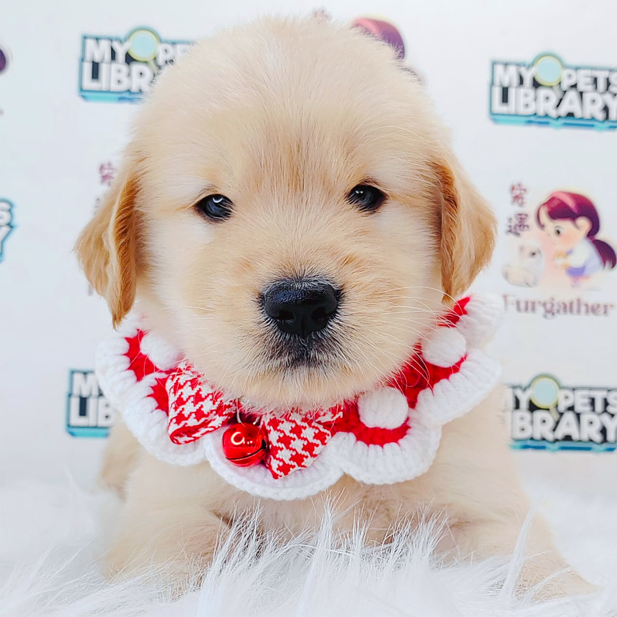 Golden Retriever Puppy
