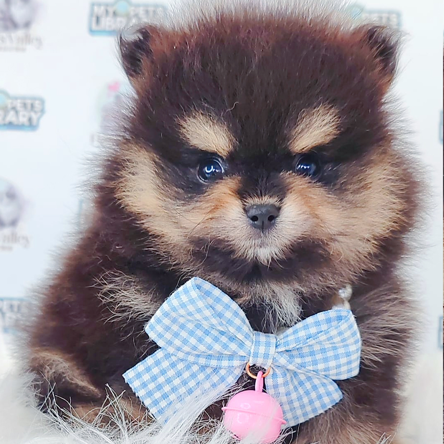 Pomeranian Puppy