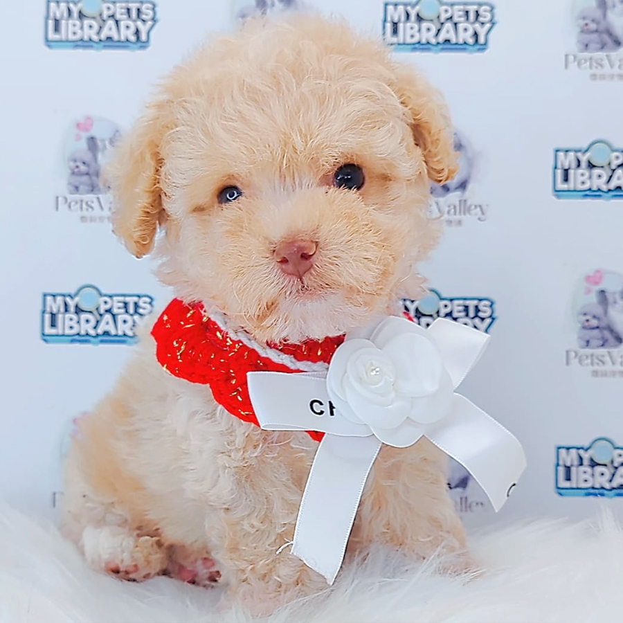 Maltipoo Puppy