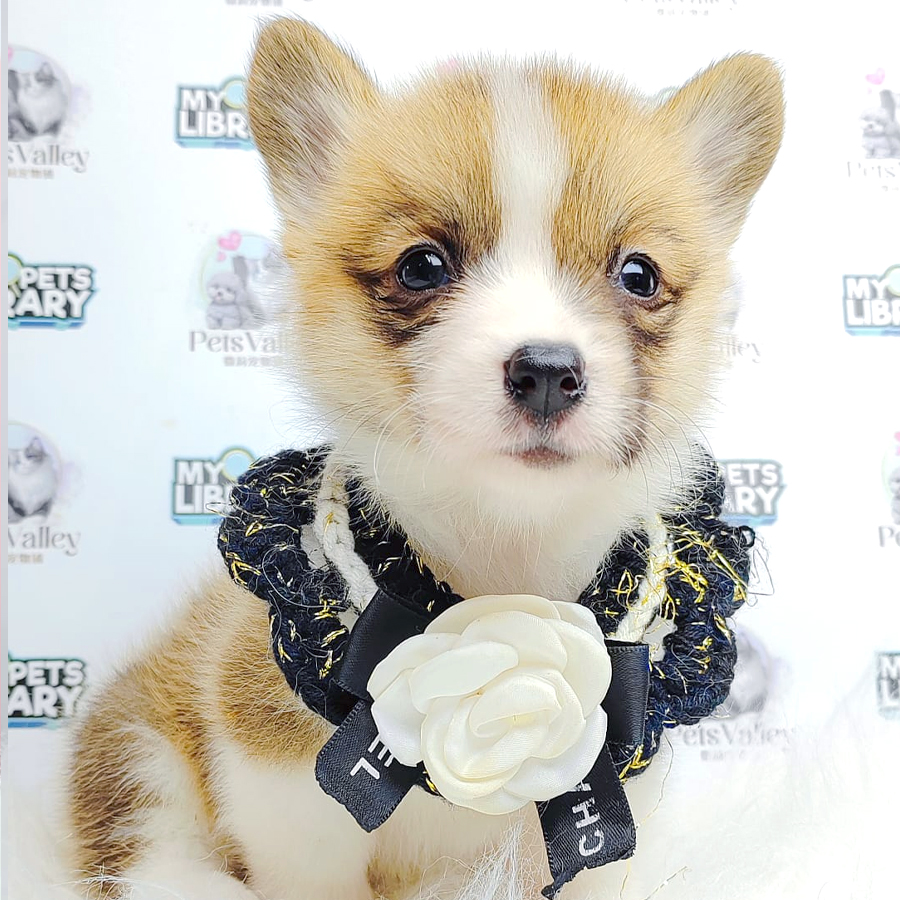 Welsh Corgi Puppy