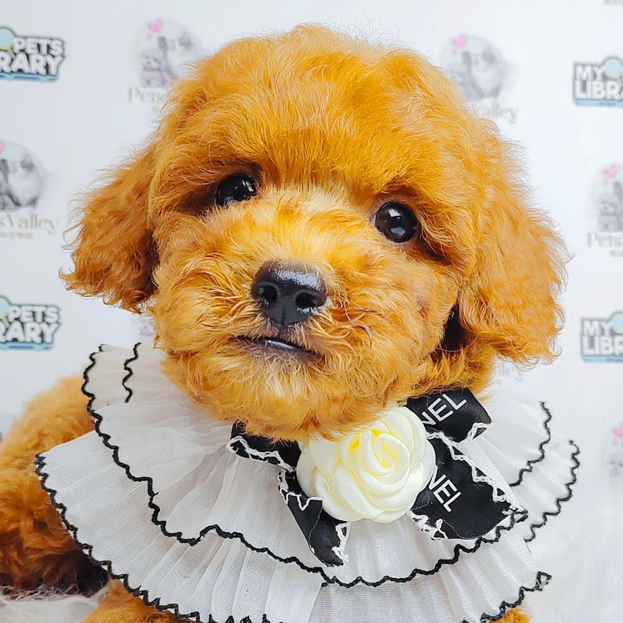Toy Poodle Puppy