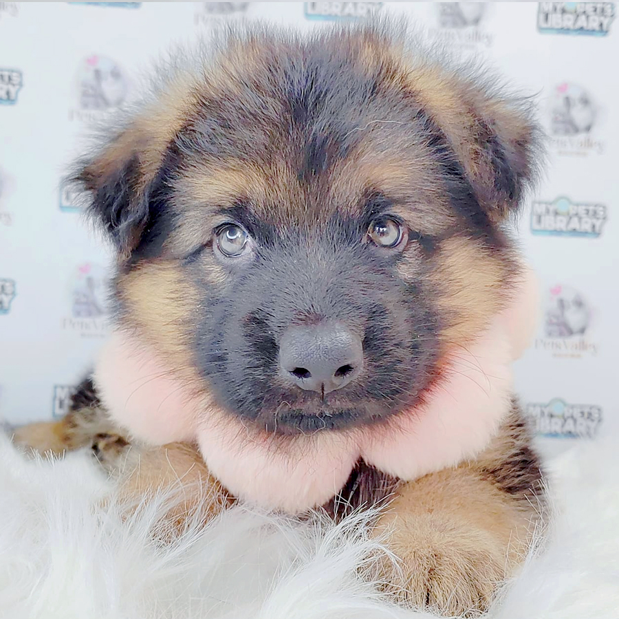 German Shepherd Puppy