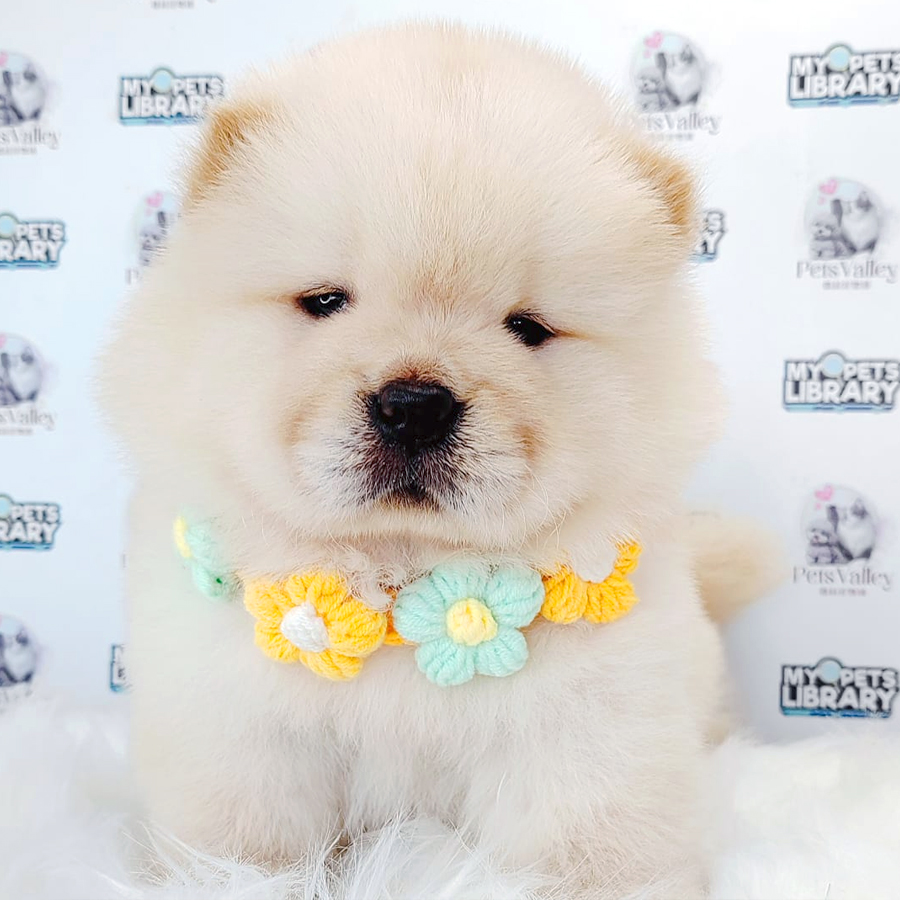 Chow Chow Puppy