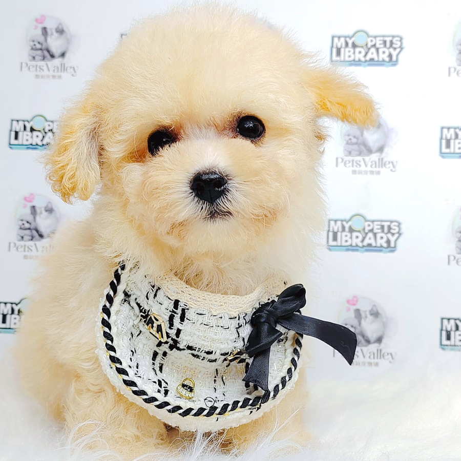 Toy Poodle Puppy