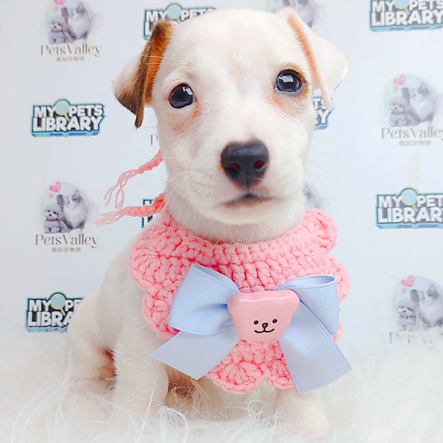 Jack Russell Puppy