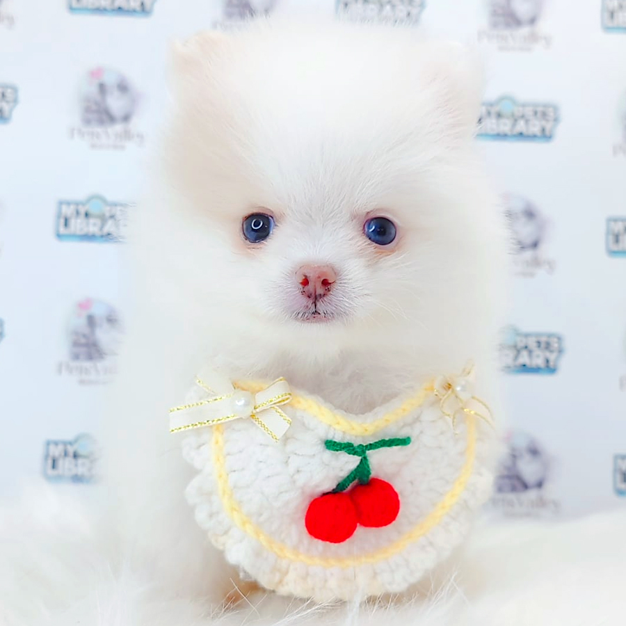 Pomeranian Puppy