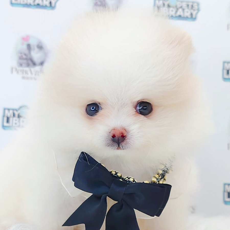 Pomeranian Puppy