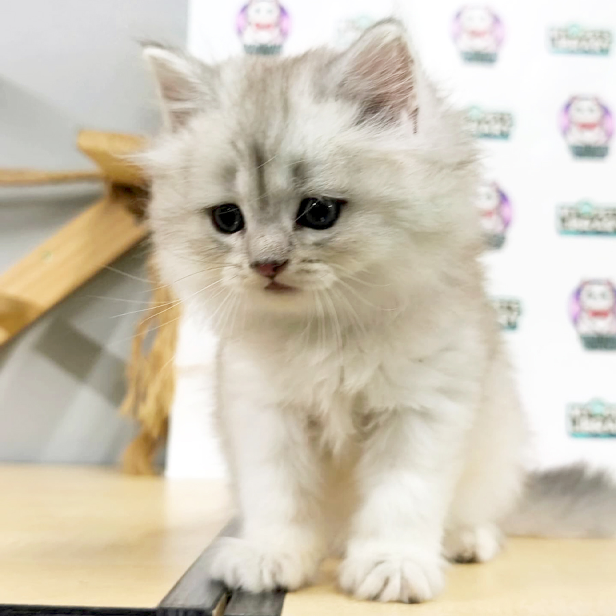 British Longhair Kitten
