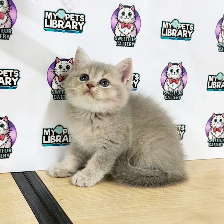 British Shorthair Kitten