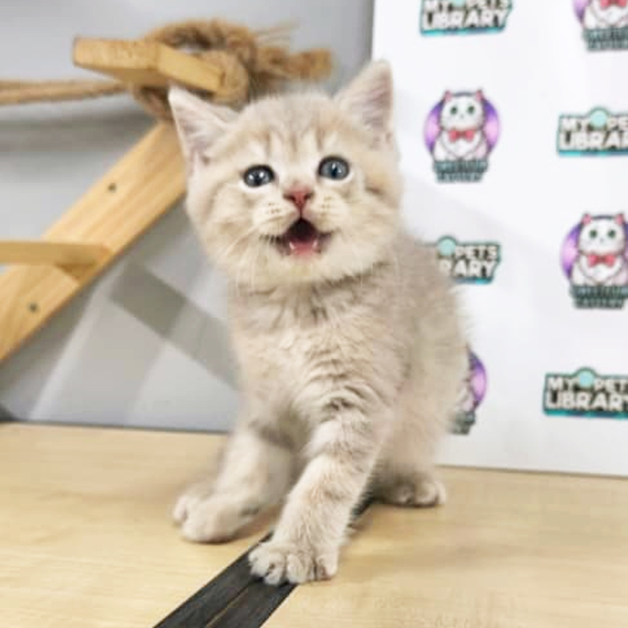 British Shorthair Kitten