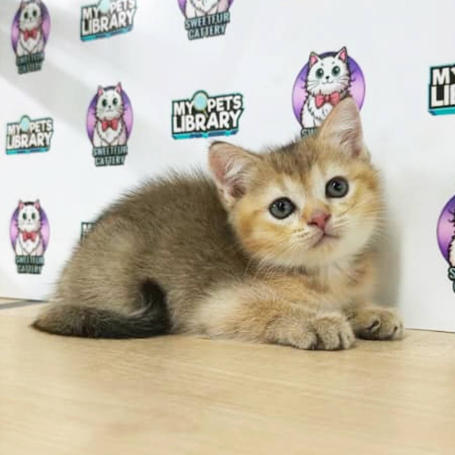 British Shorthair Kitten