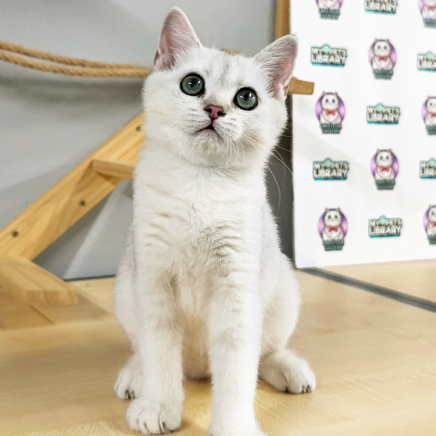 British Shorthair Kitten