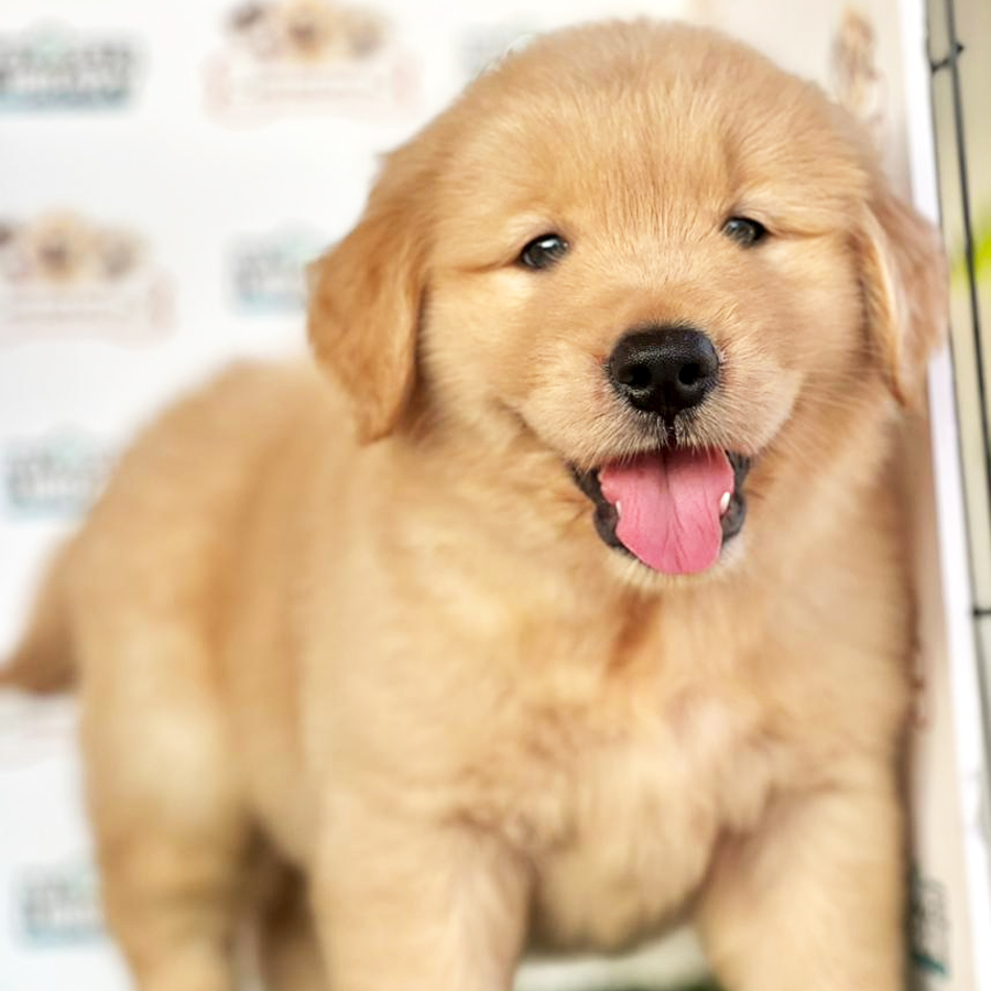 Golden Retriever Puppy