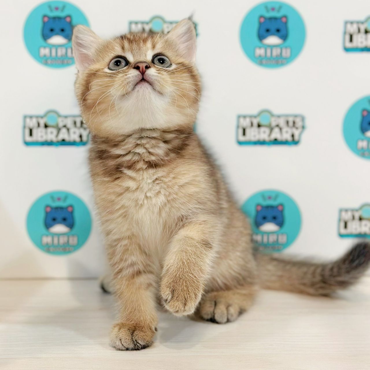 British Shorthair Kitten