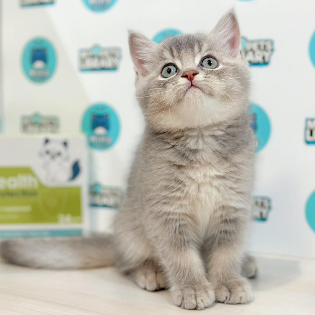 British Shorthair Kitten