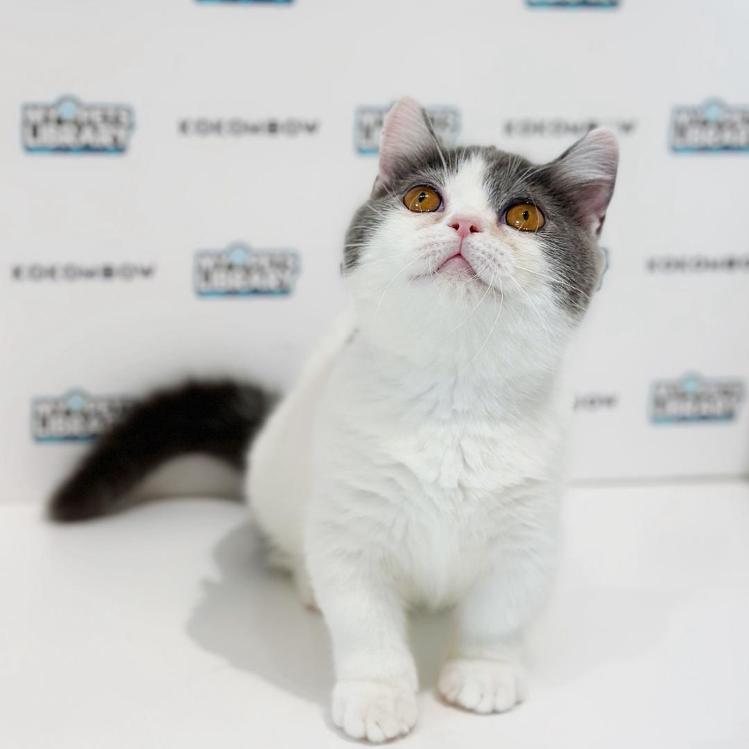 Super Short Munchkin British Shorthair Kitten