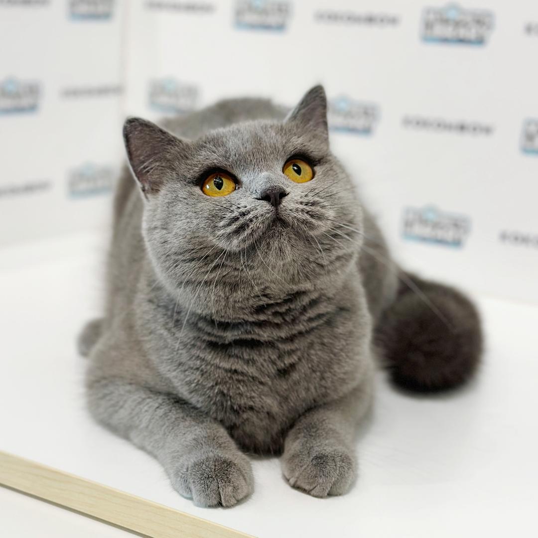 British Shorthair Kitten