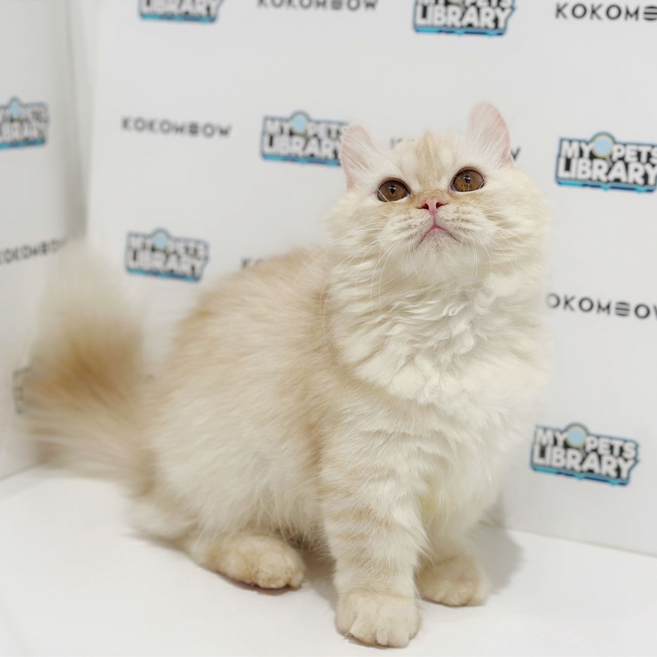 Super Short Munchkin Kinkalow Kitten