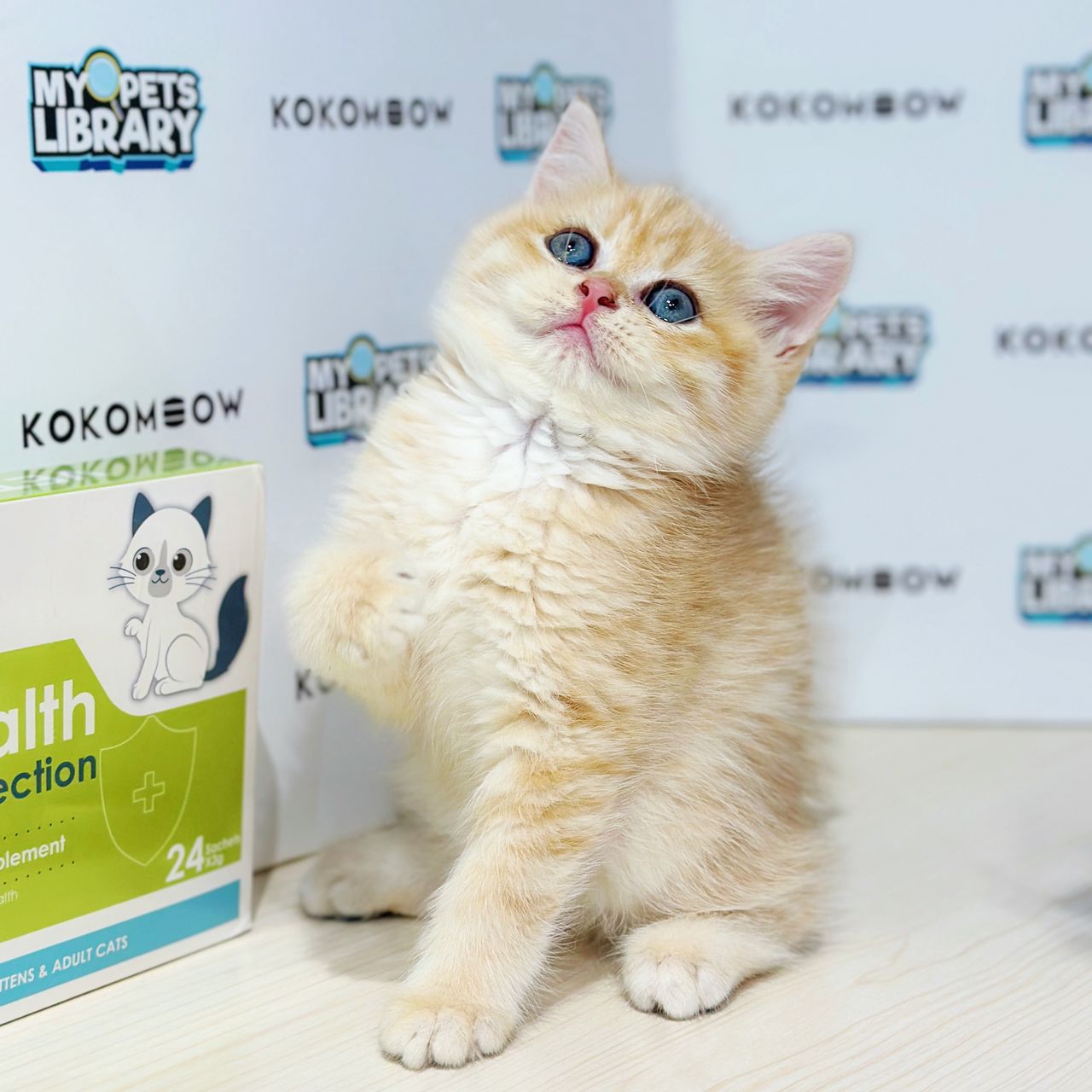 British Shorthair Kitten