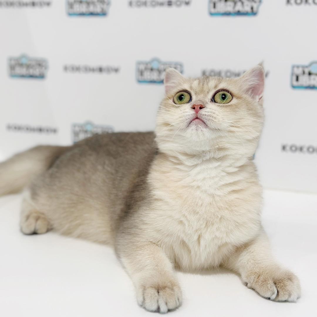 British Shorthair Kitten