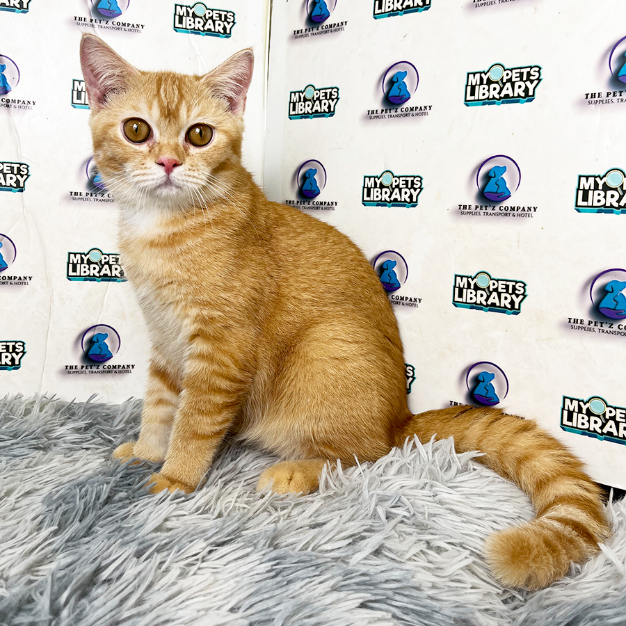 British Shorthair Kitten
