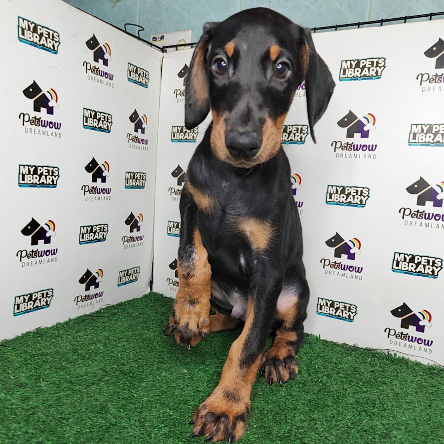 Dobermann Puppy