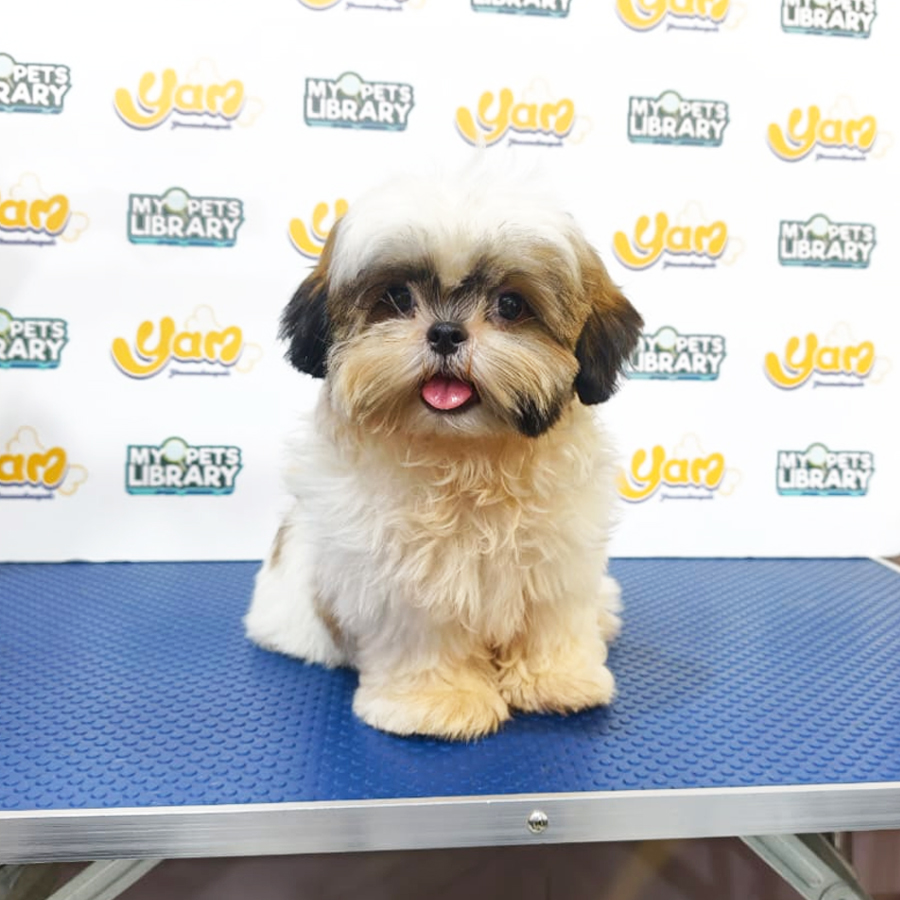 Shih Tzu Puppy