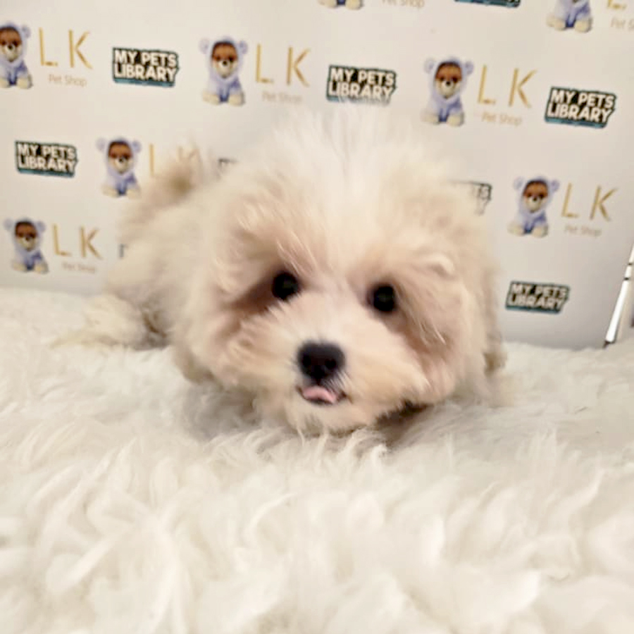 Cavapoo Puppy