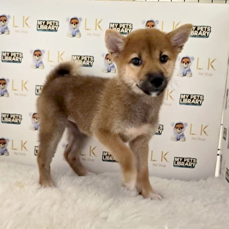 Shiba Inu Puppy