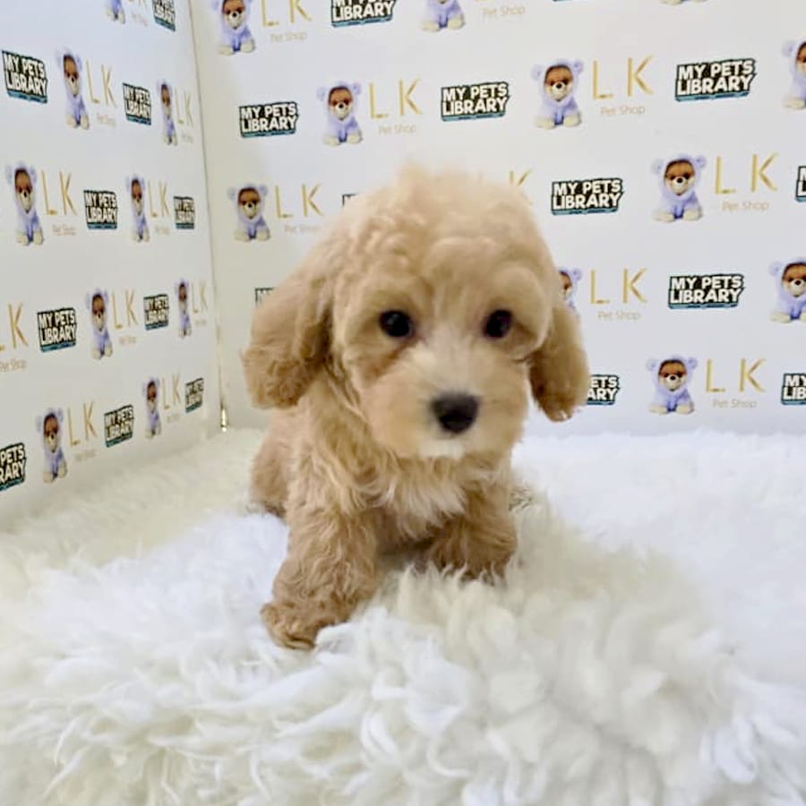 Maltipoo Puppy
