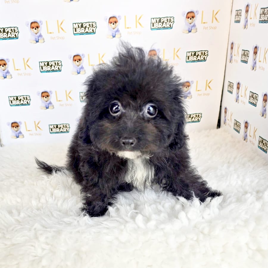 Maltipoo Puppy