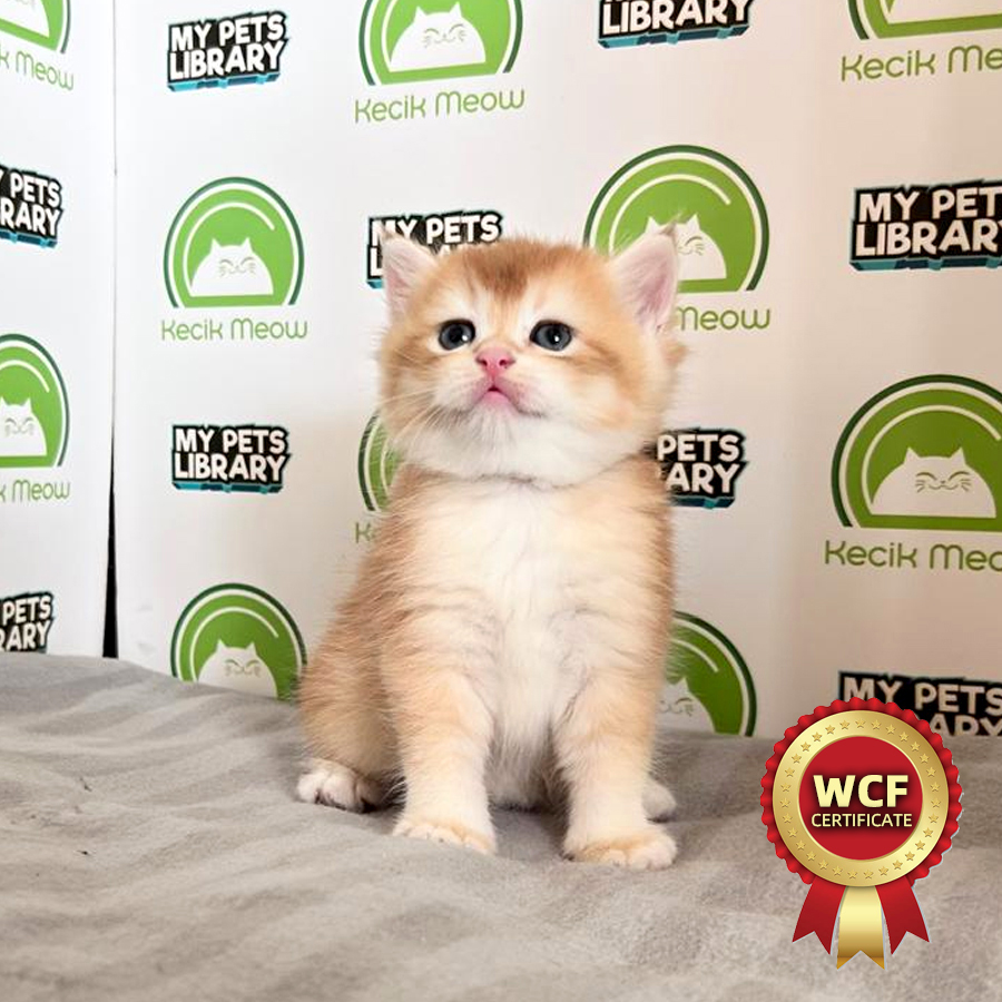 WCF British Shorthair Kitten