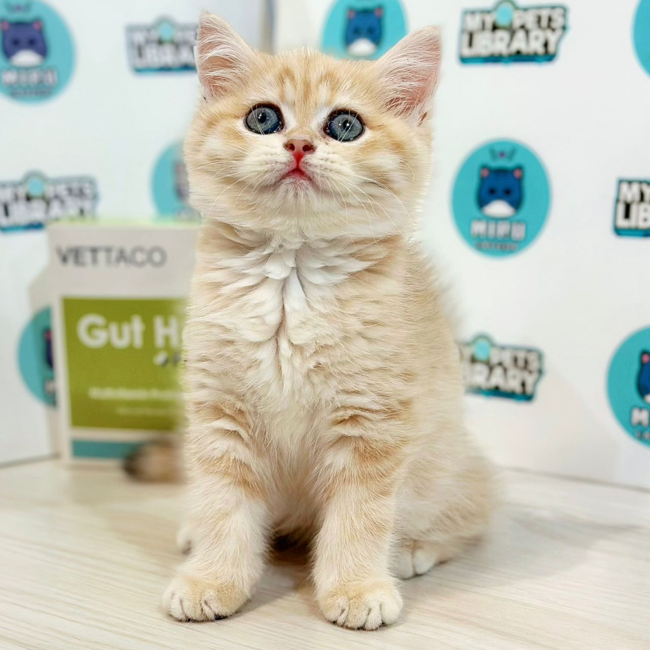 British Shorthair Kitten
