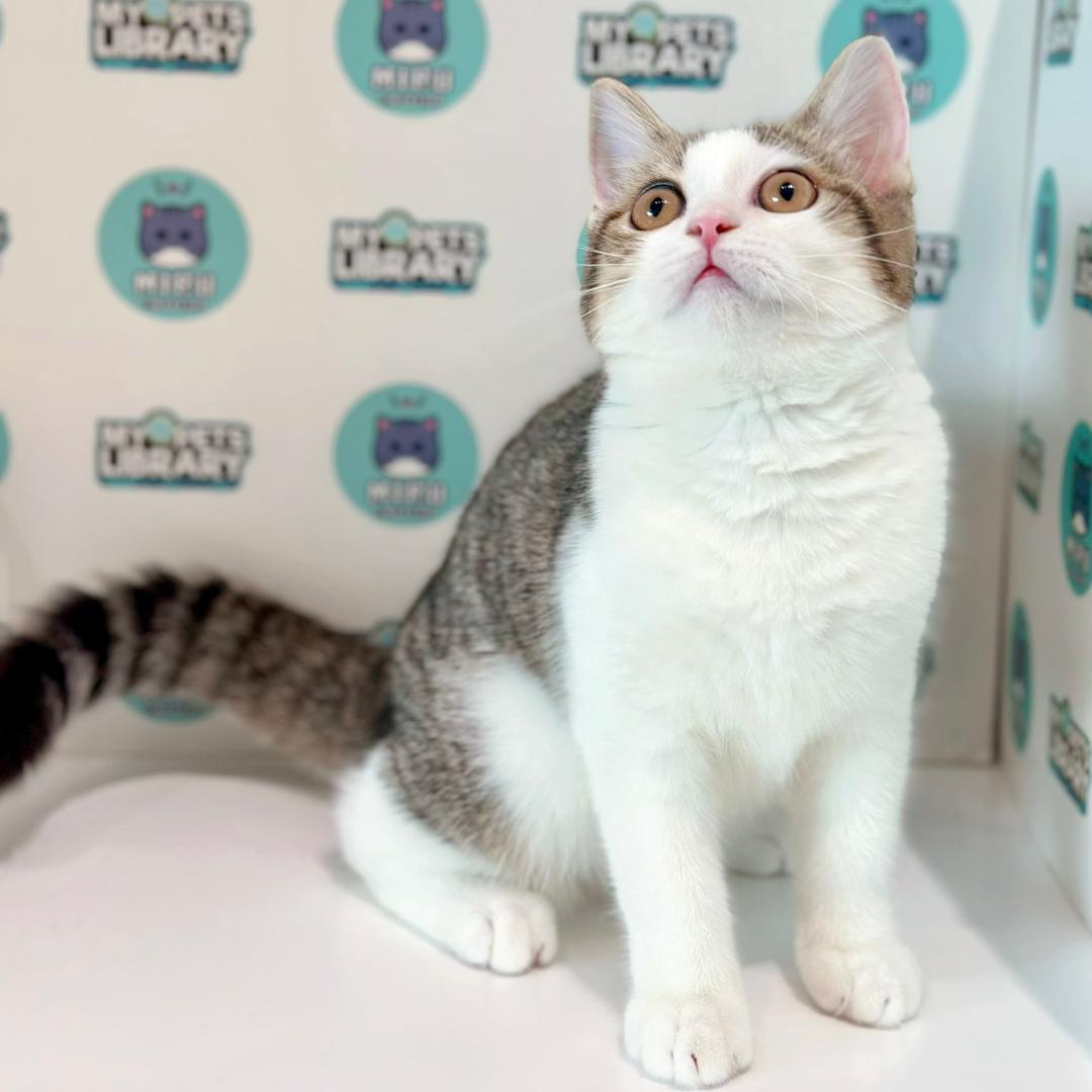 Scottishstraight Kitten