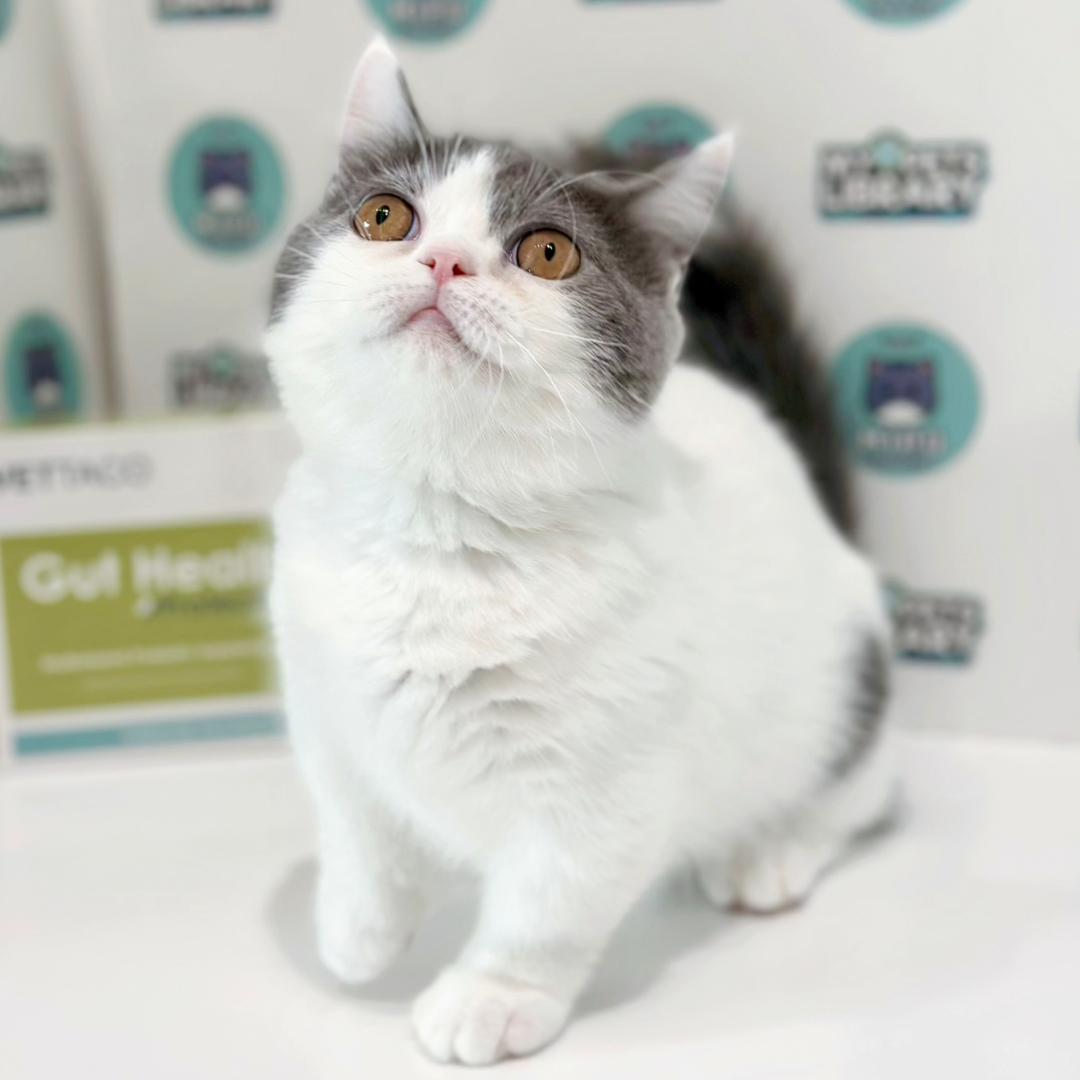 Super Short Munchkin British Shorthair Kitten