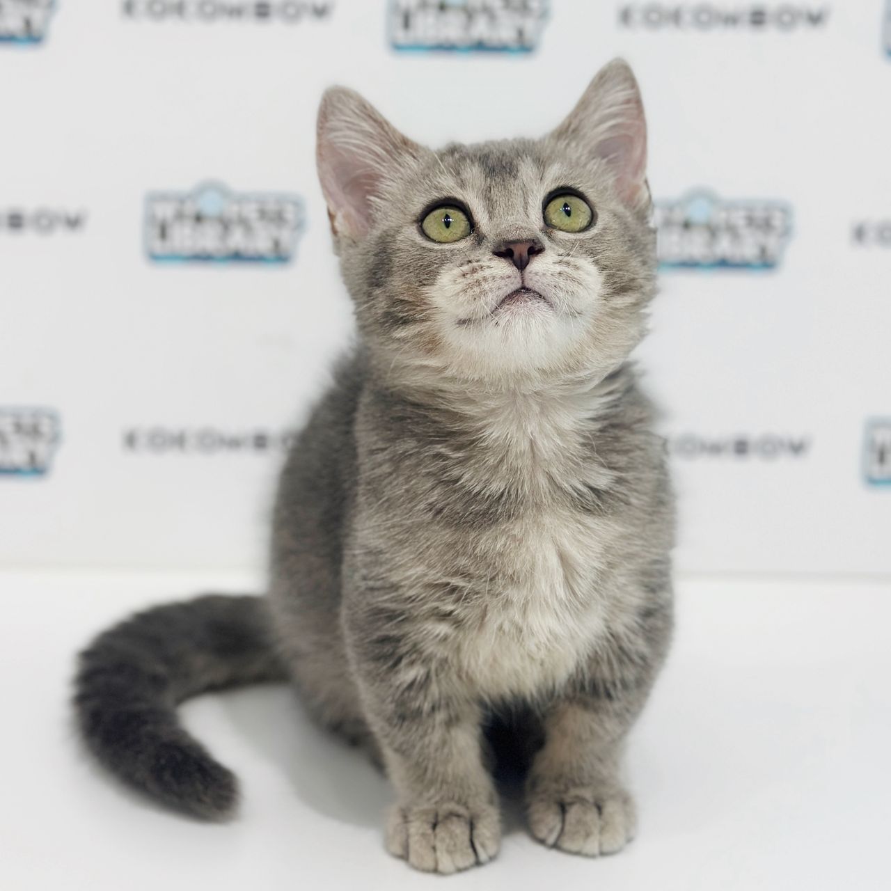 Super Short Munchkin British Shorthair Kitten